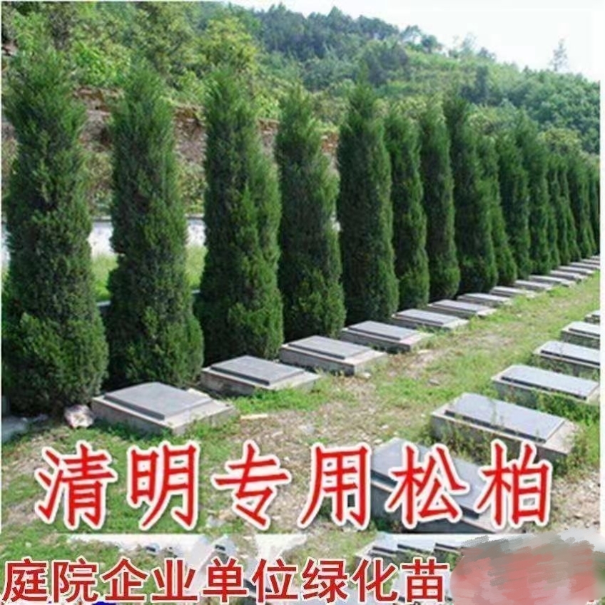 清明松塔柏树苗塔松苗蜀桧柏苗侩柏苗侧柏苗四季常青盆栽地栽盆景