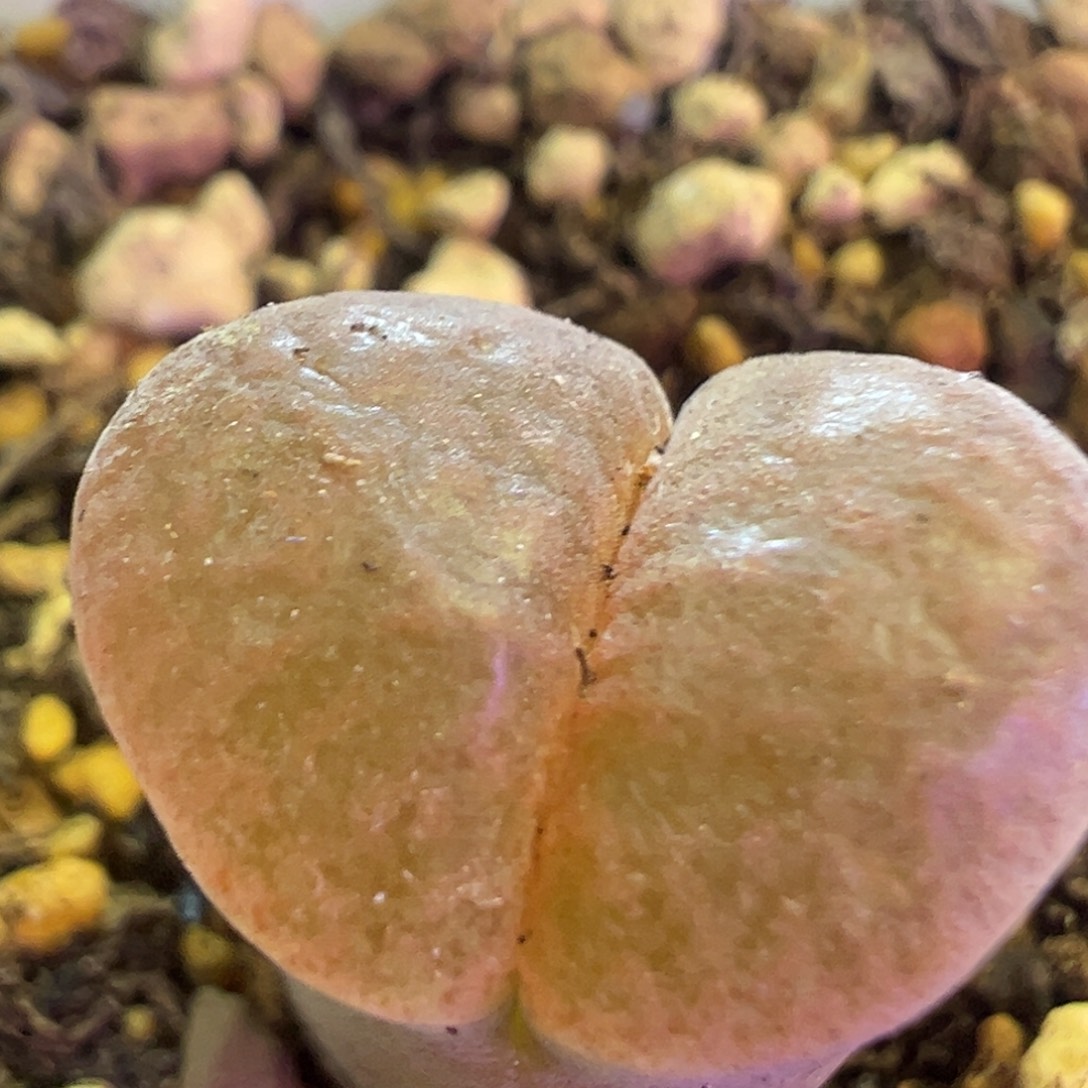 橙色大风铃 肉锥植物