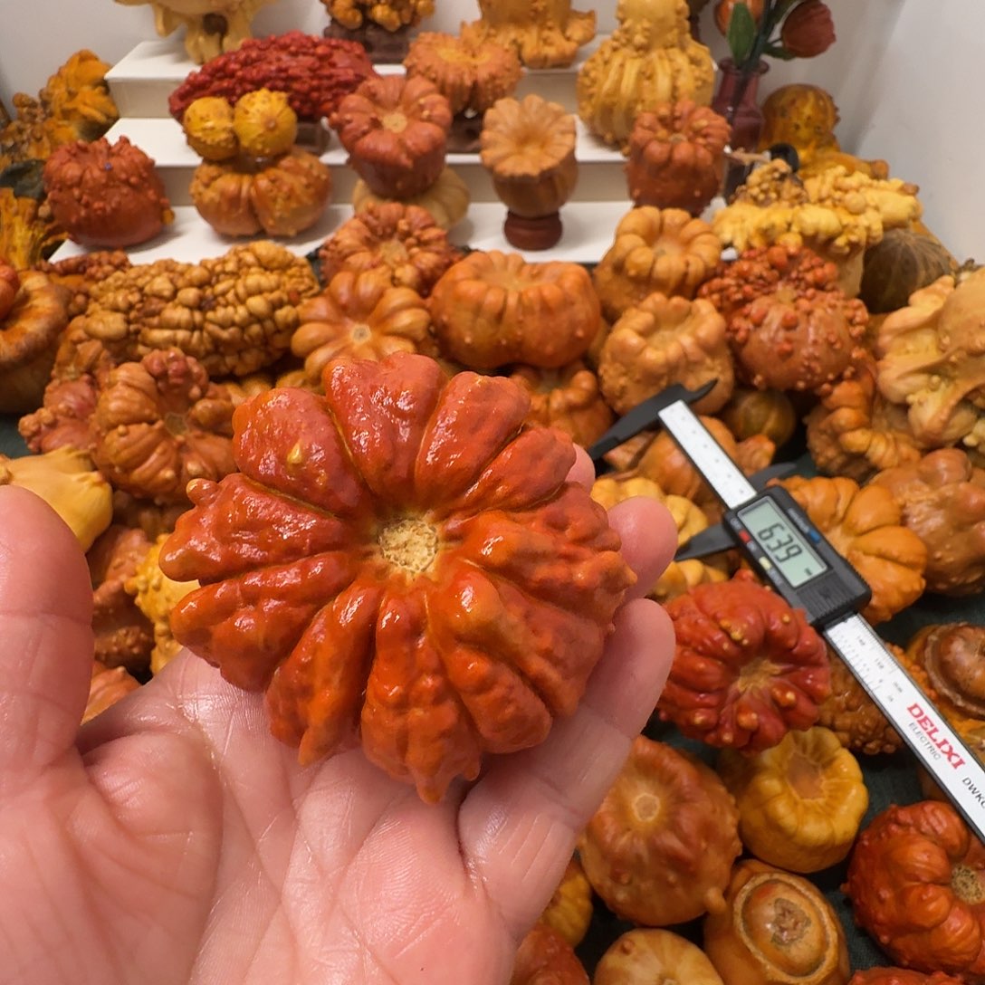 ◡***寶墨西哥葫芦瑕疵不退换