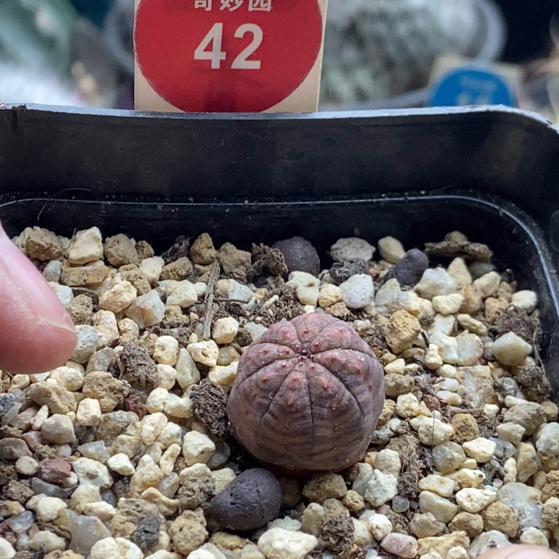 实生神玉红体布纹球1.6cm