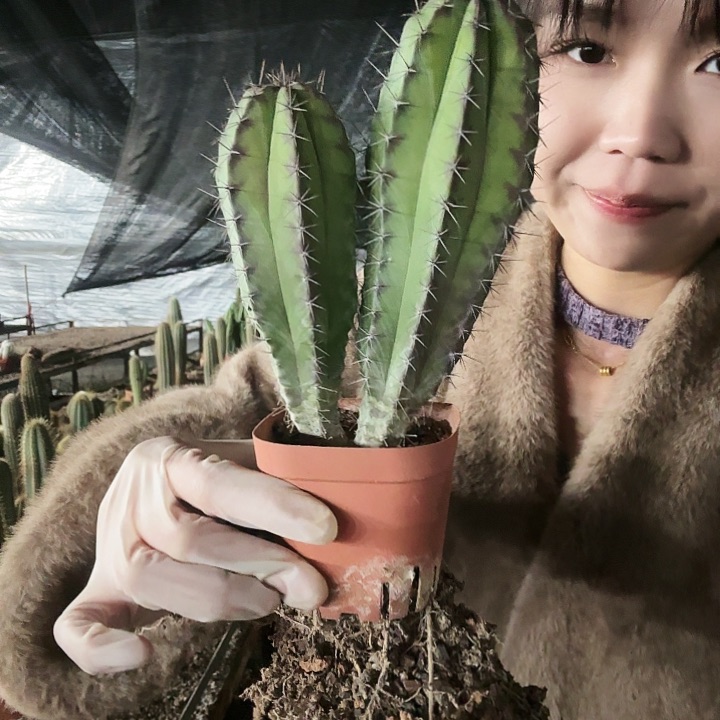 双头雷神阁11111111