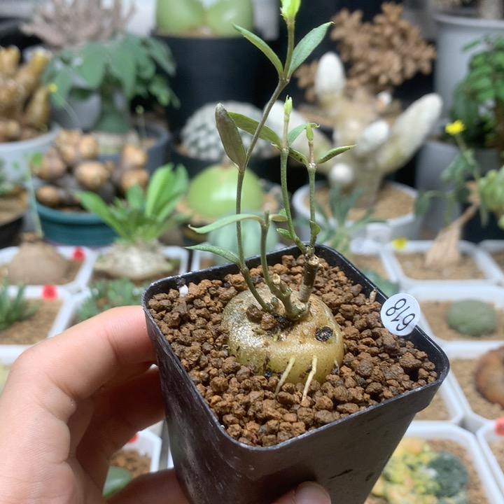玉扣罗摩母本带盆