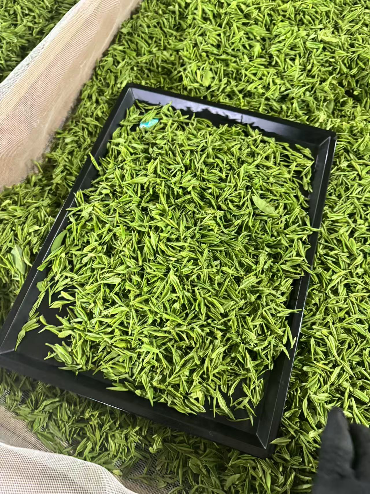 【兰香小芽】2025新茶 安吉溪龙白茶A498安吉特产茶叶新茶