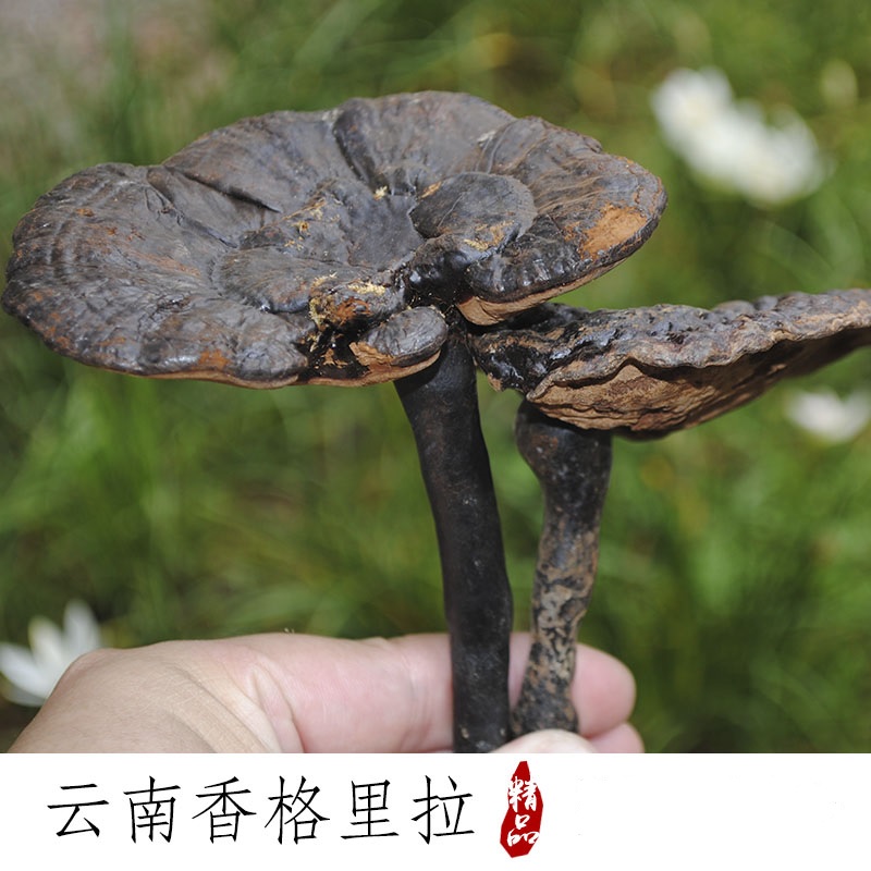 云南野生黑灵芝官方正品黑灵芝干货高原山货香格里拉野生紫灵芝