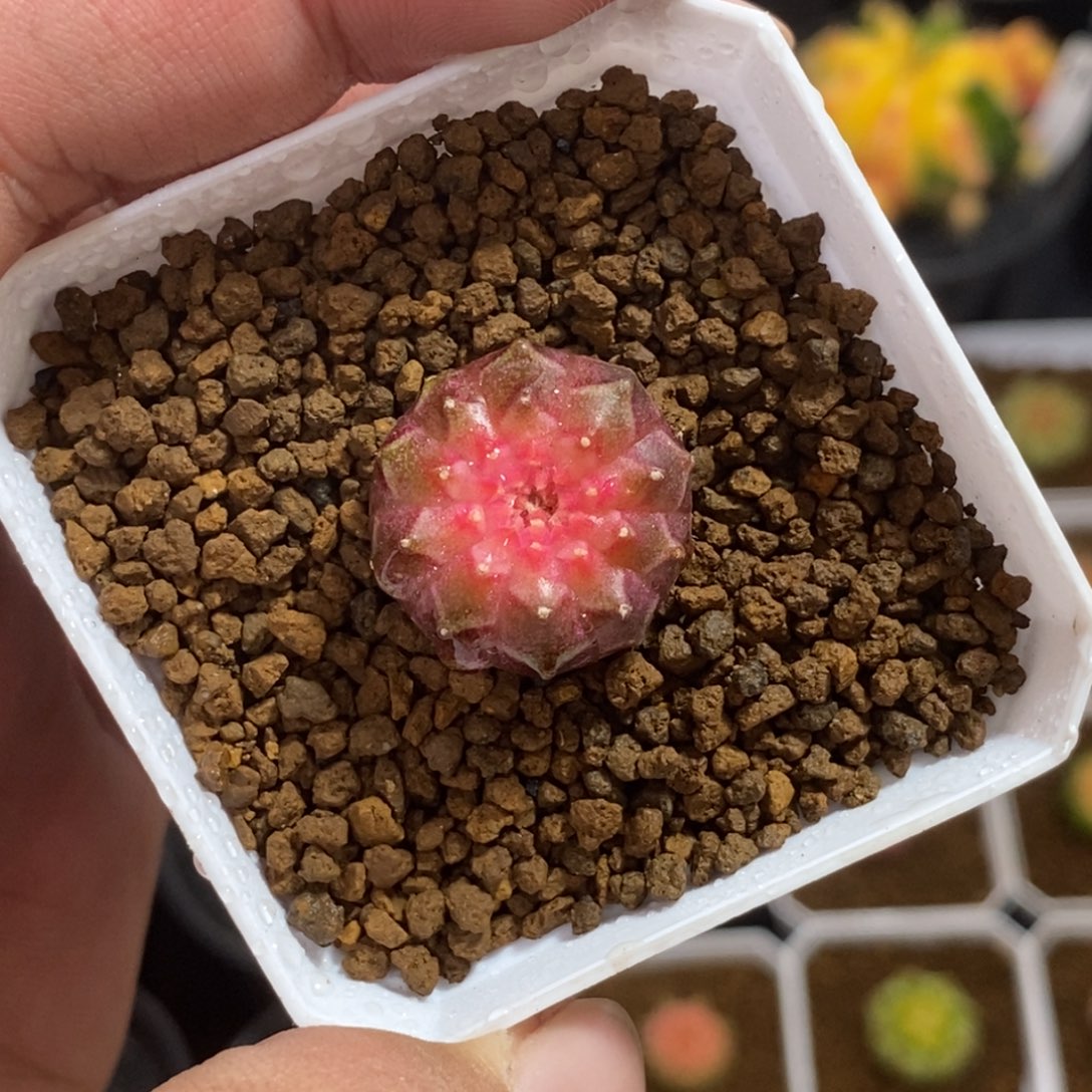 轮回—带盆土发货31