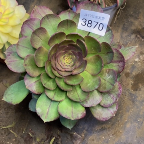 万圣节多肉植物3870