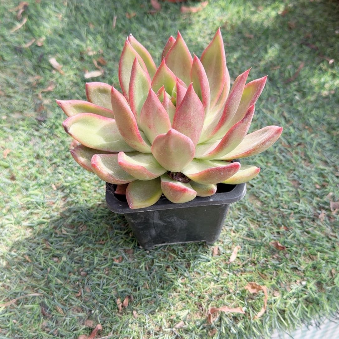 无花朵弗兰克单头