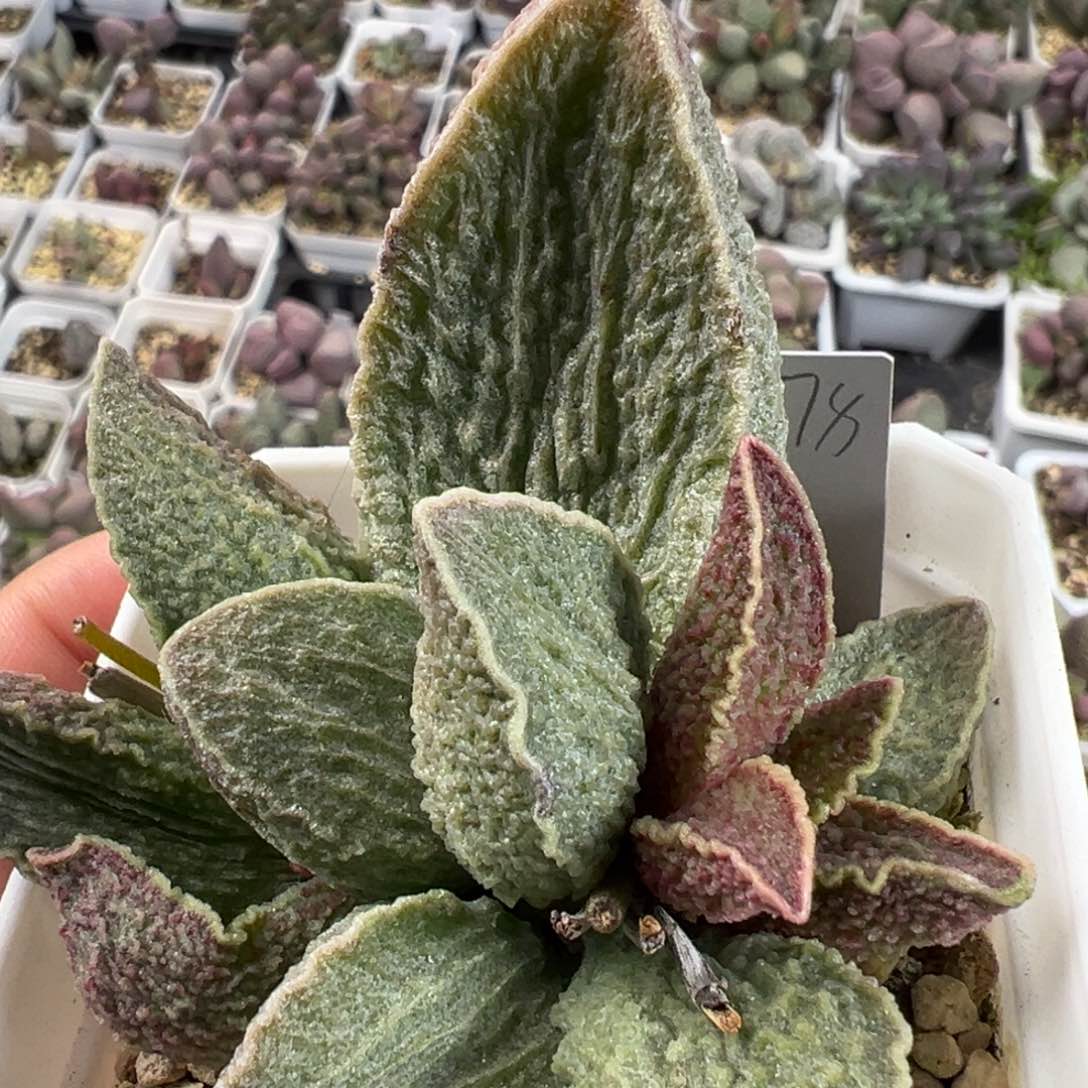 酒红猪肝粗狂纹路款多肉植物