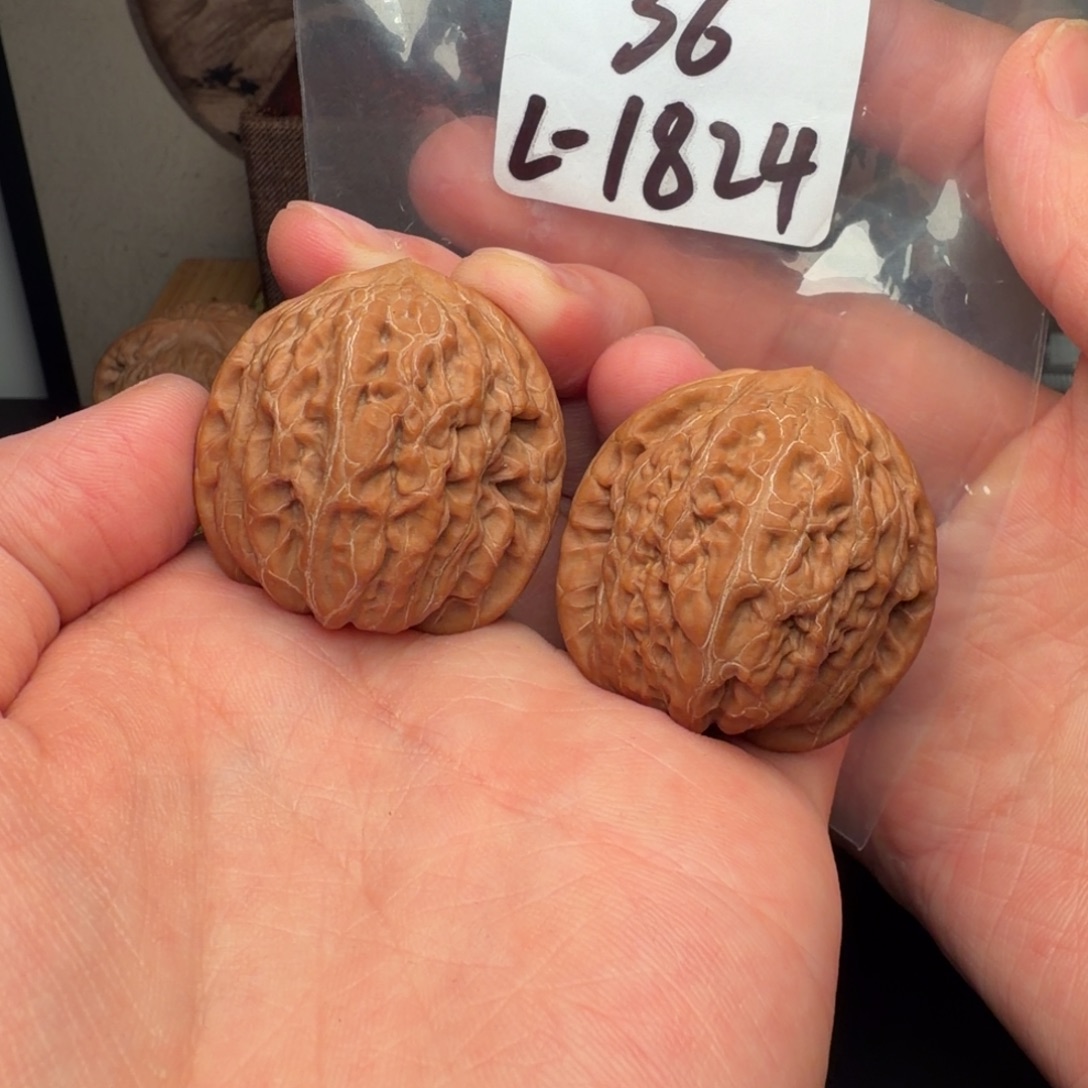 文玩核桃把件36铁锤1824号