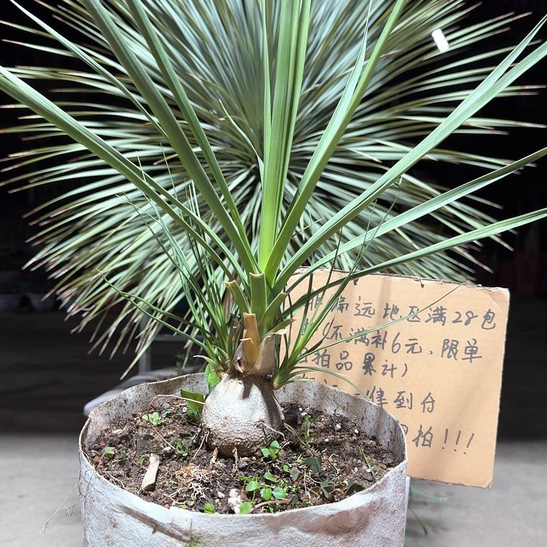 完全开放超级酒瓶兰