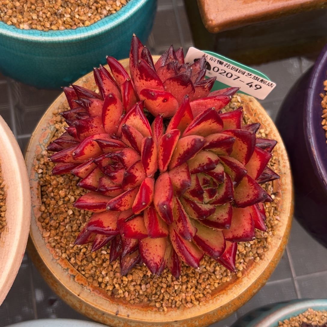 多肉一物一拍0207-49