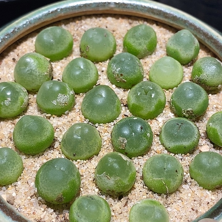 14508拉登样本一颗