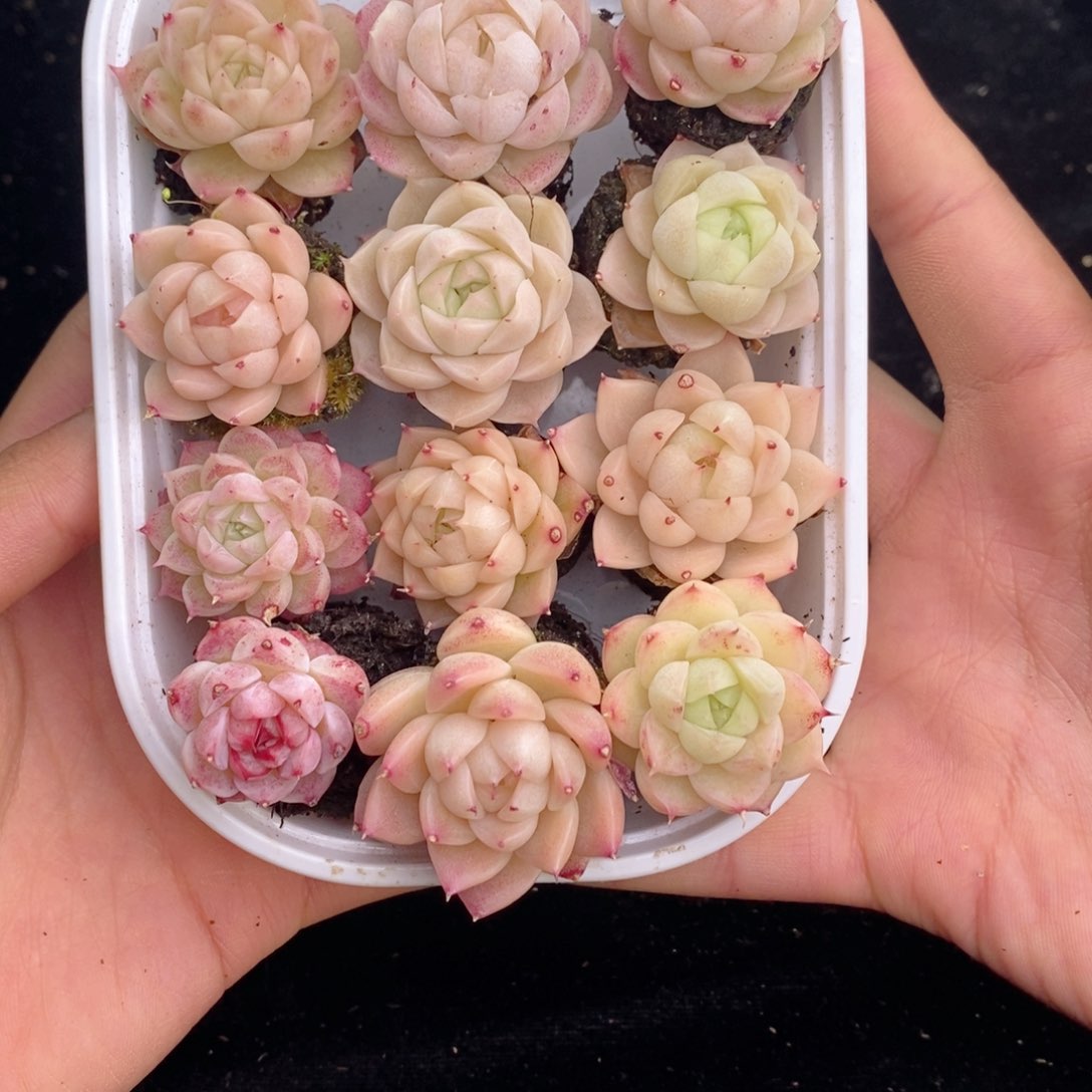 2-86 新疆西藏内蒙不发其他一单包邮两到三公分多肉