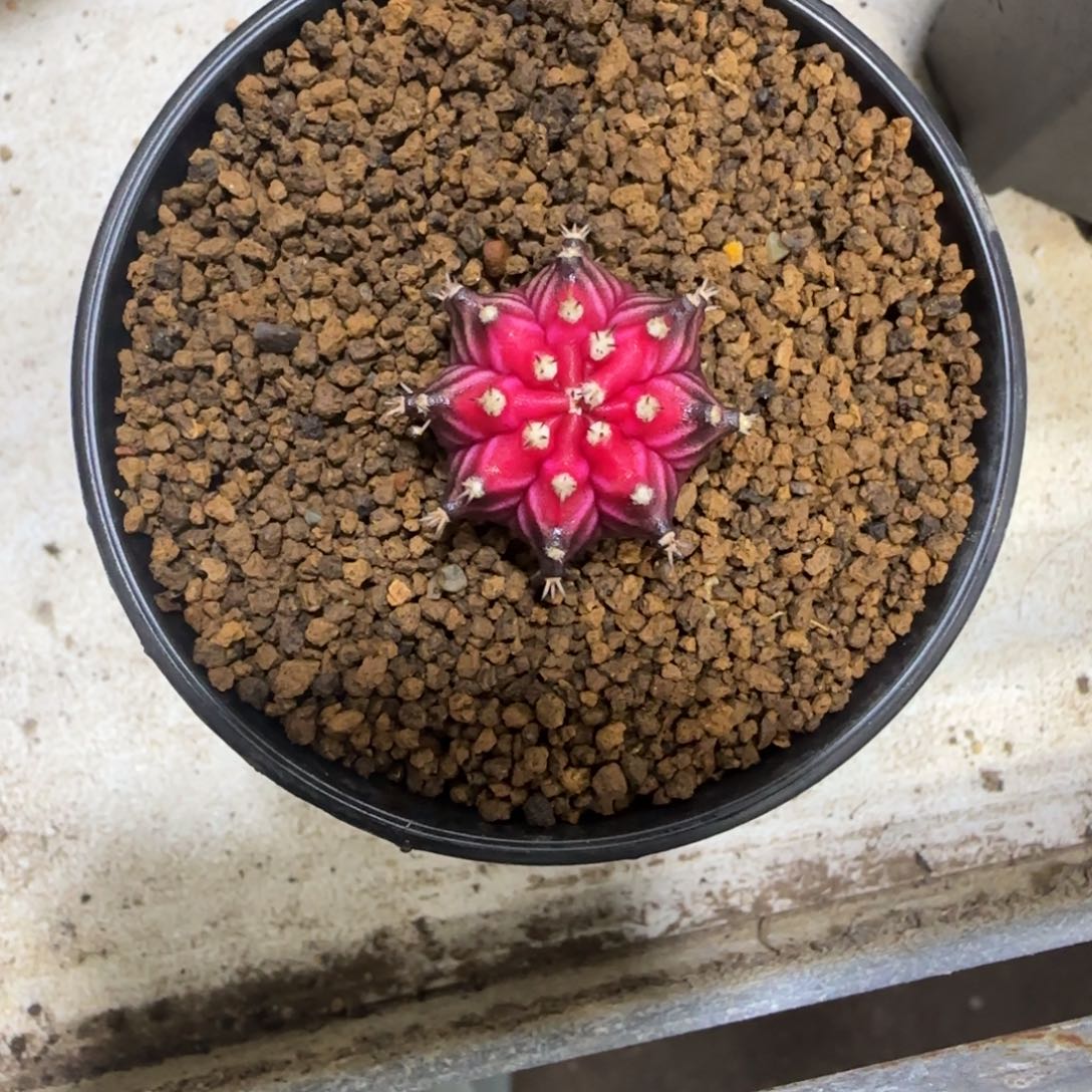 泰系名品侧芽火精灵