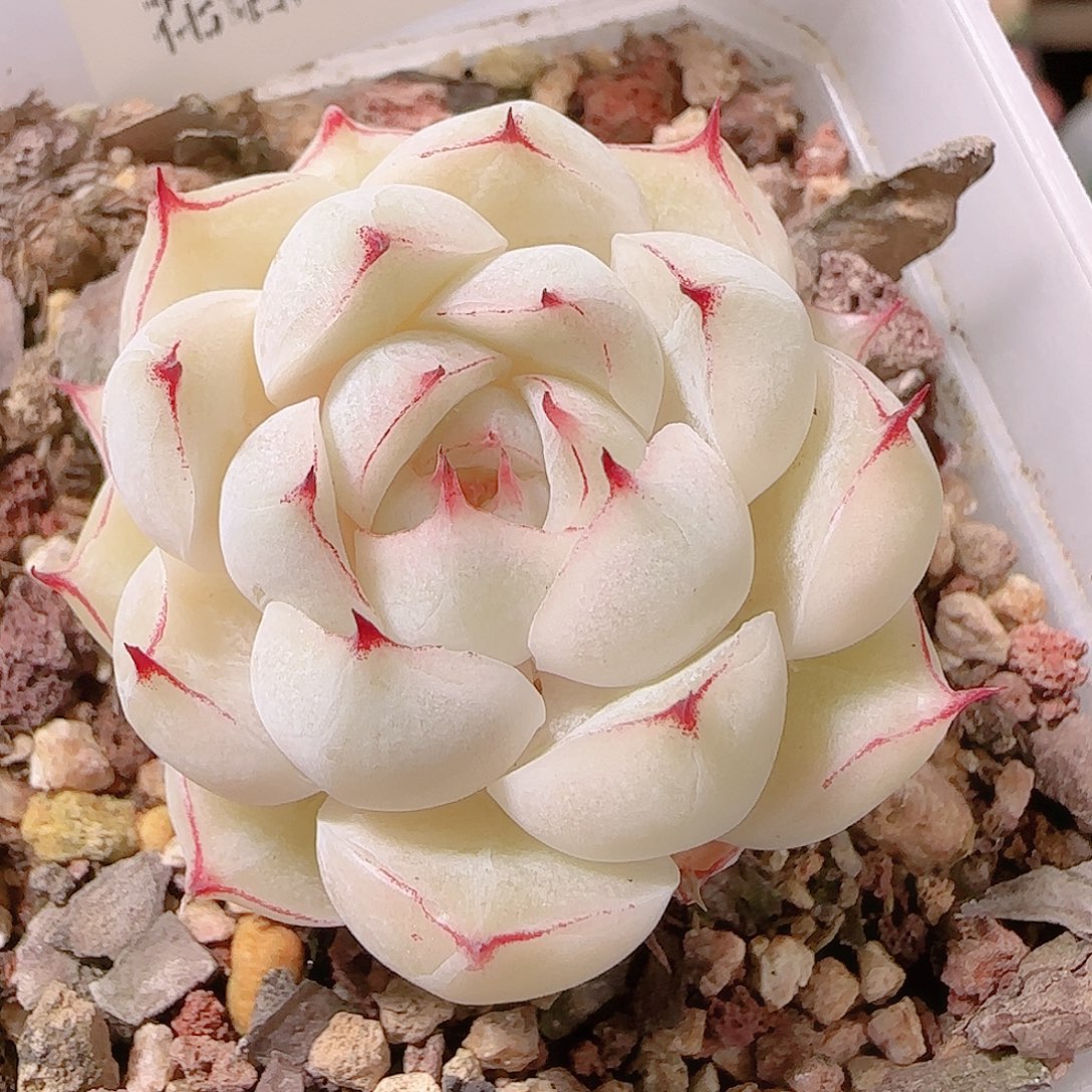 草****花语逸镜1127-291
