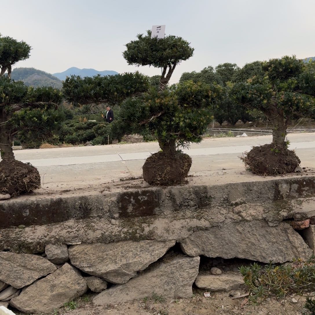 无花朵嗯123456789.