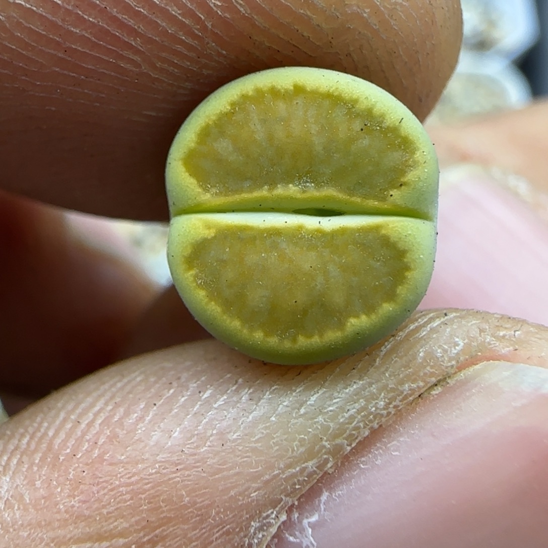 322 生石花大棚直播