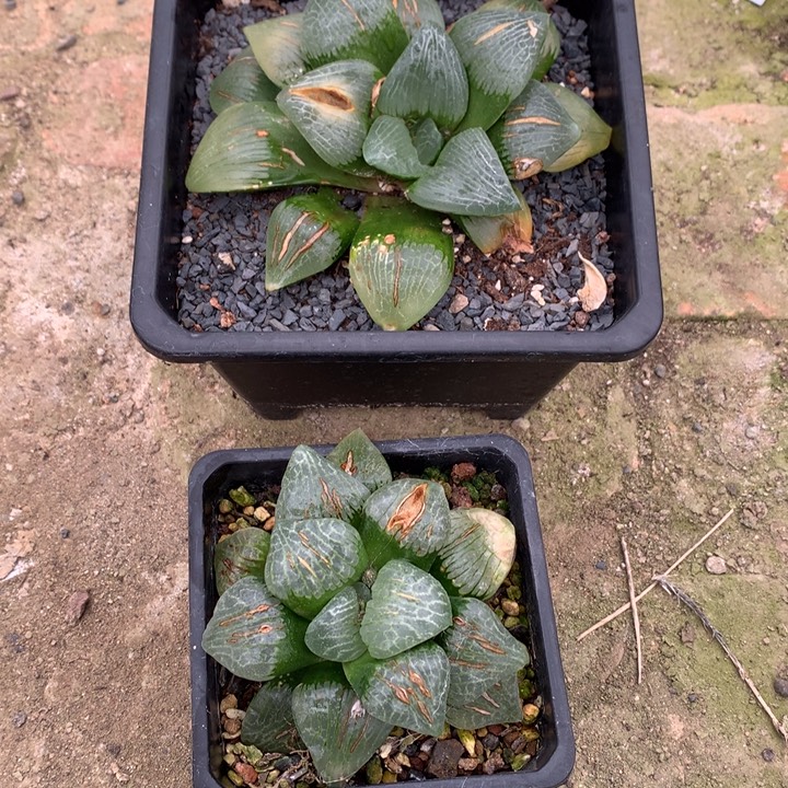 哈***爷直播拍特价福利头盖