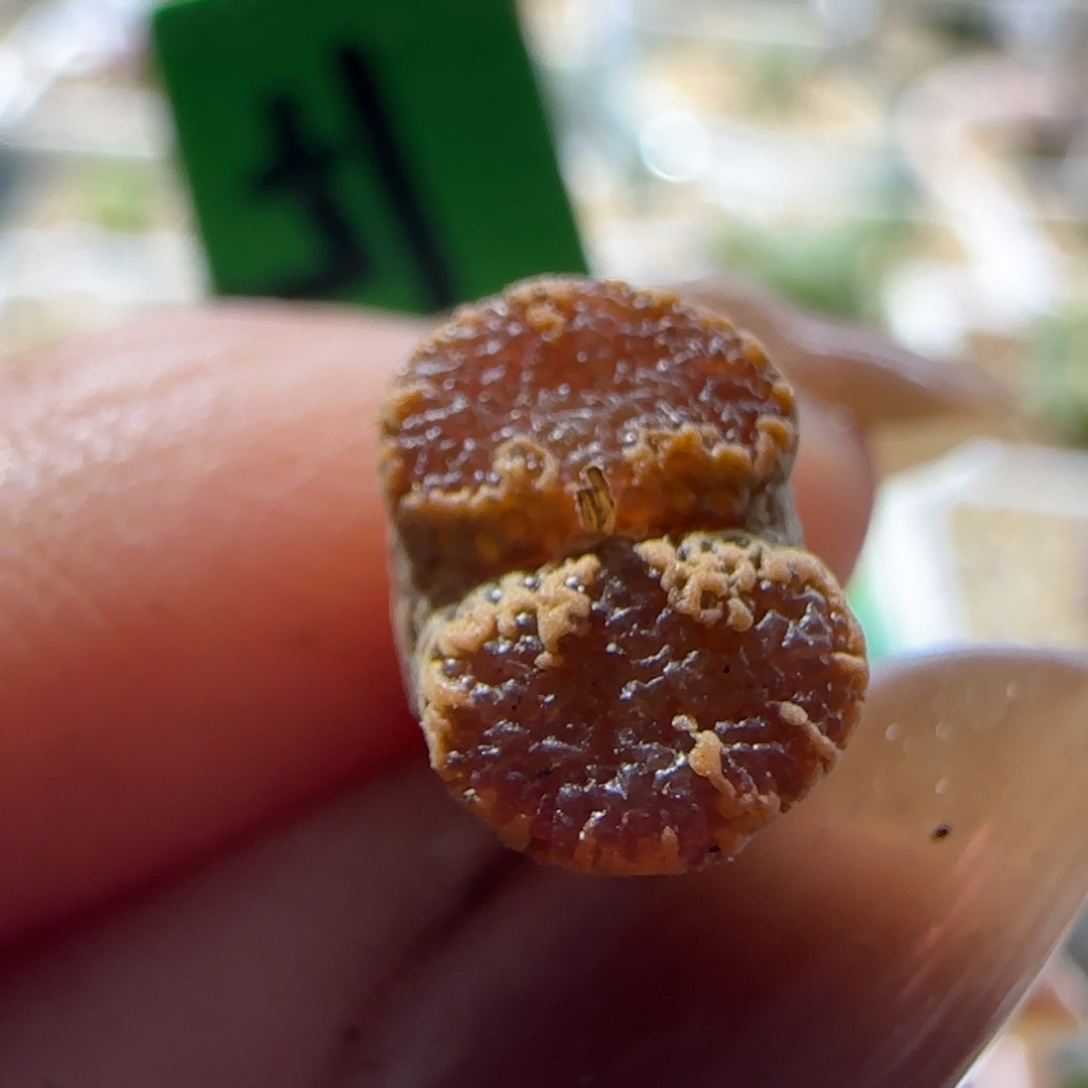 小。 0.9cm。   勋章。 51