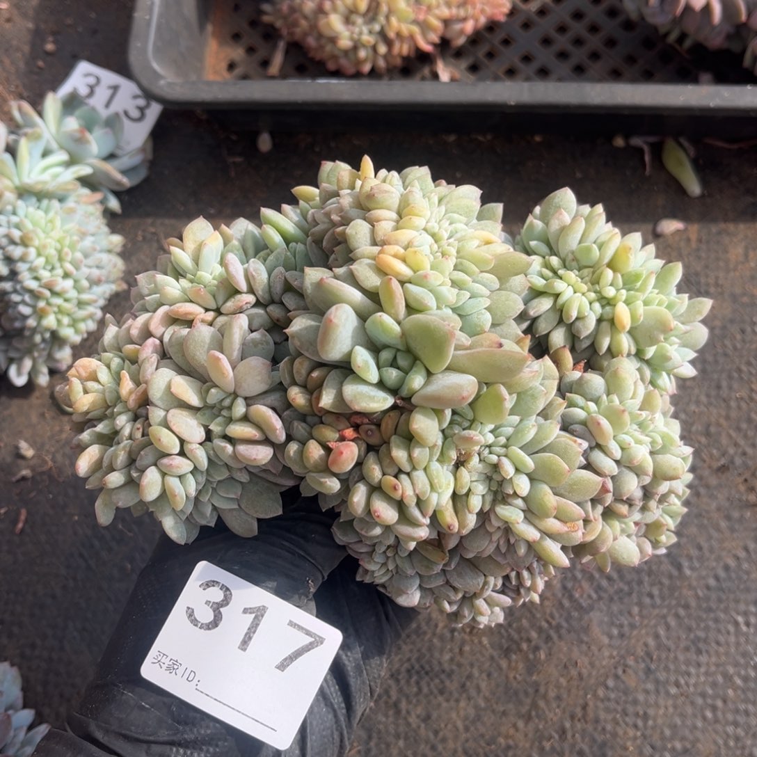 瑕疵不退不换  317号新疆西藏内蒙古不包邮