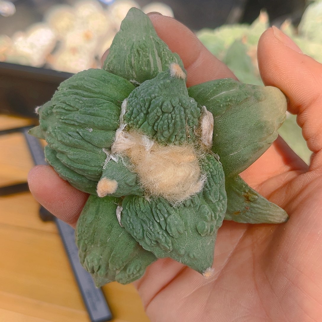 潮流植物怒涛牡丹实生