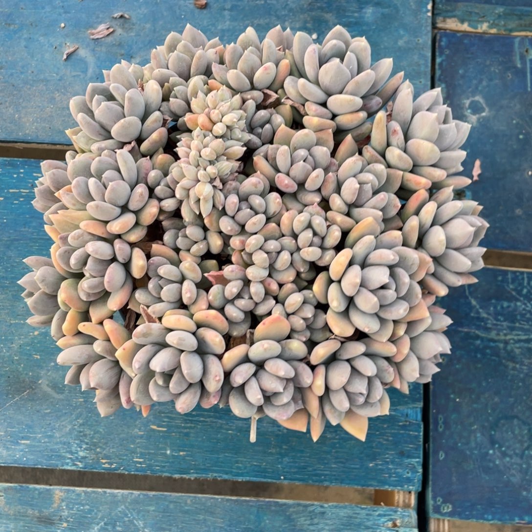 一物一拍中通快递