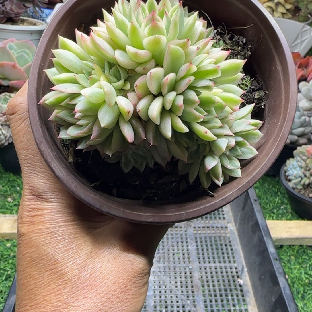 锦安精品多肉植物296