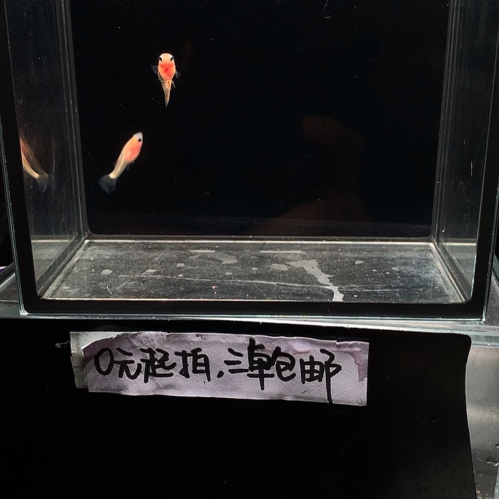 孔雀鱼粉猫幻彩一对