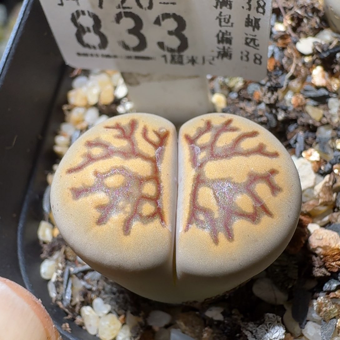 Sss生石花便宜卖了833