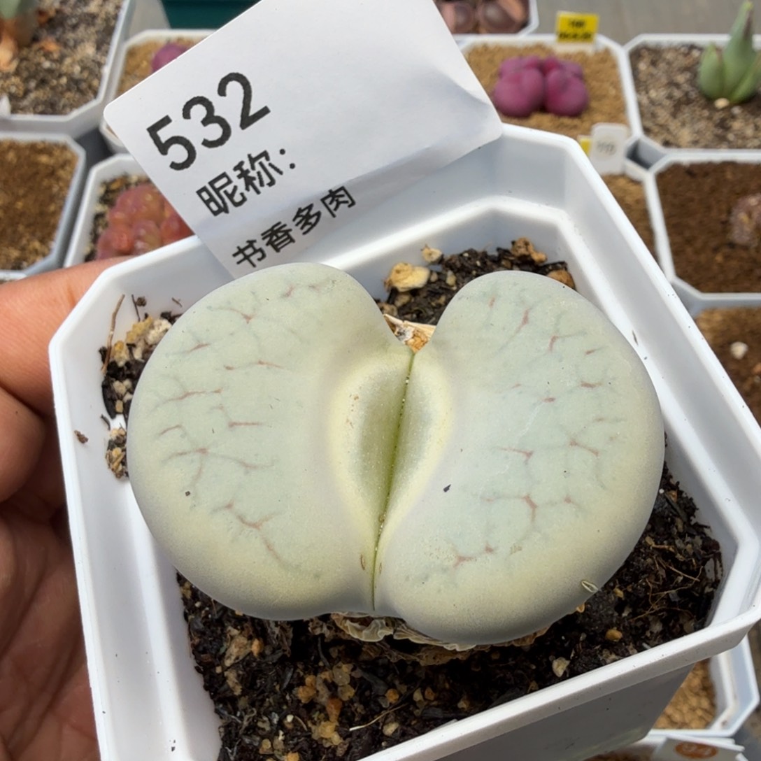 多肉植物多肉植物多肉植物