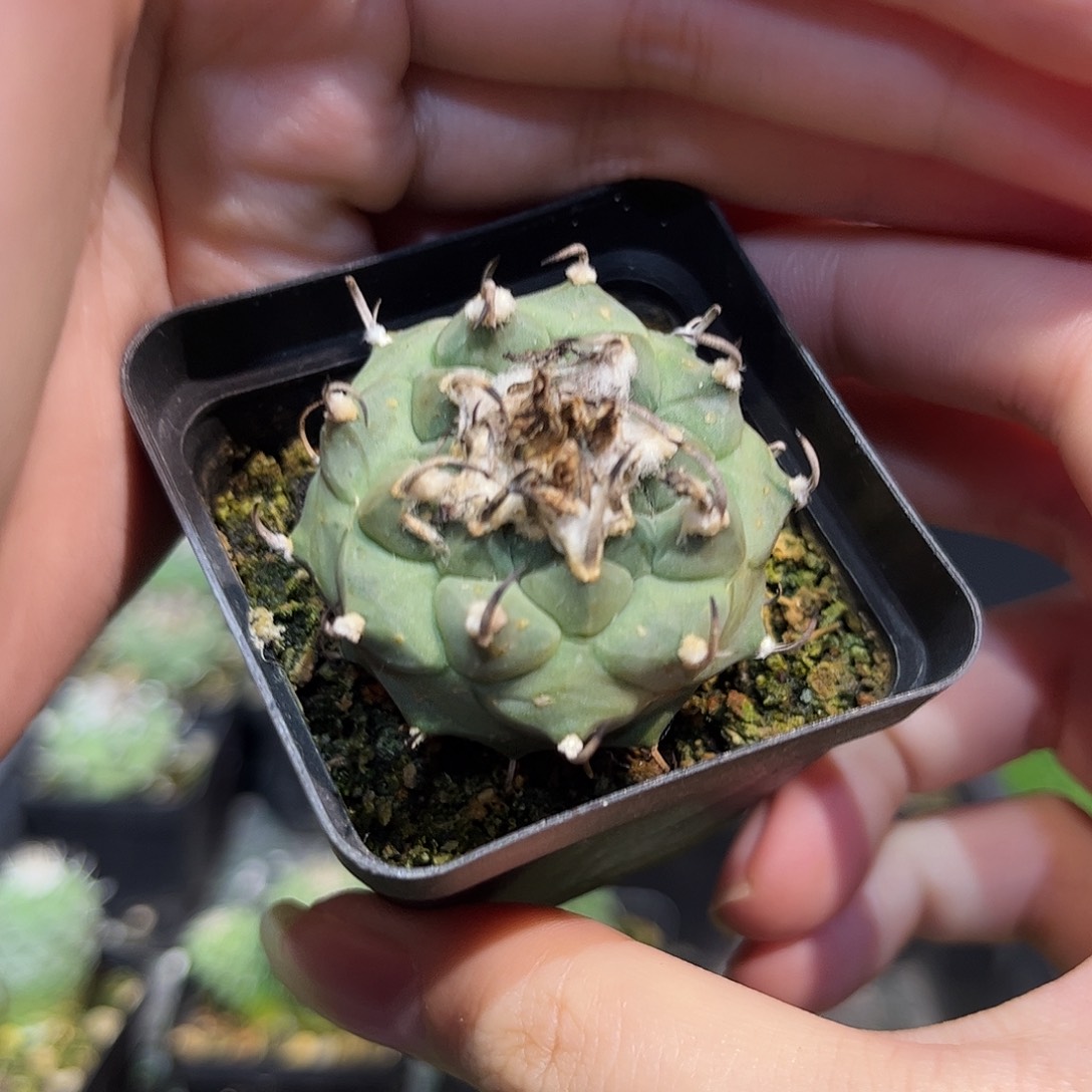 3.8cm实生冬云娇丽带盆