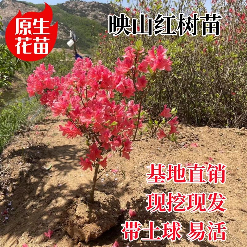 【直播间一物一拍】映山红花盆种植庭院种植南方北方种植映山红花苗