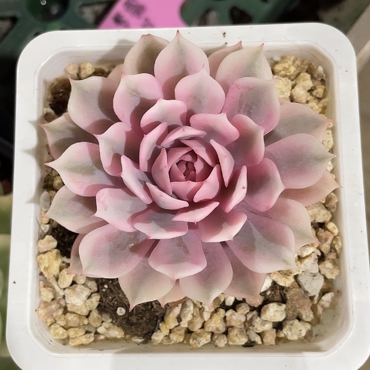 粉蝶锦一物一拍锦龙