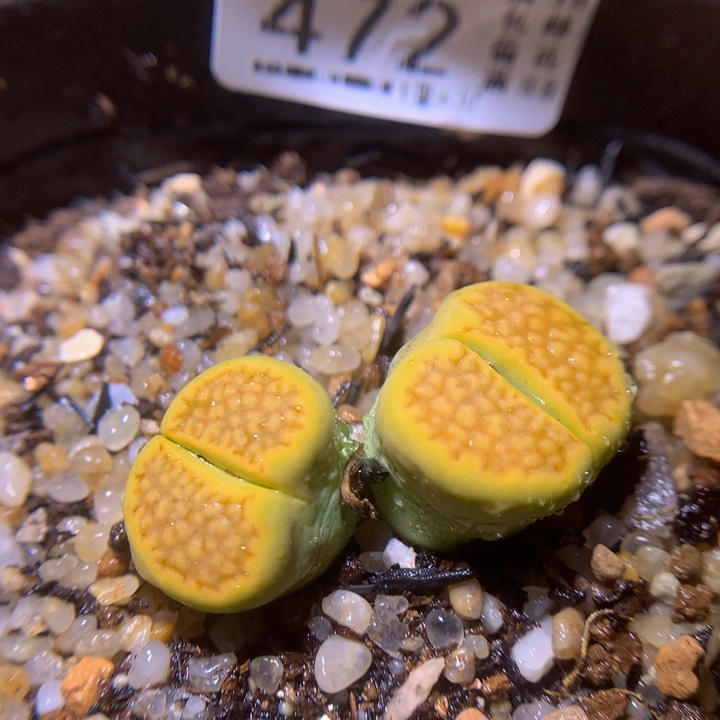 好看啊小可爱29.472