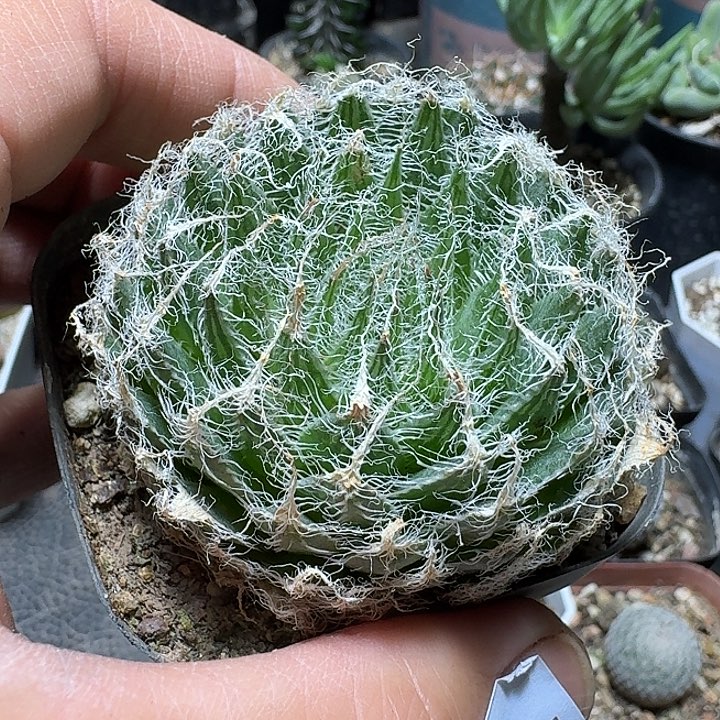 157绒线球脱土发货