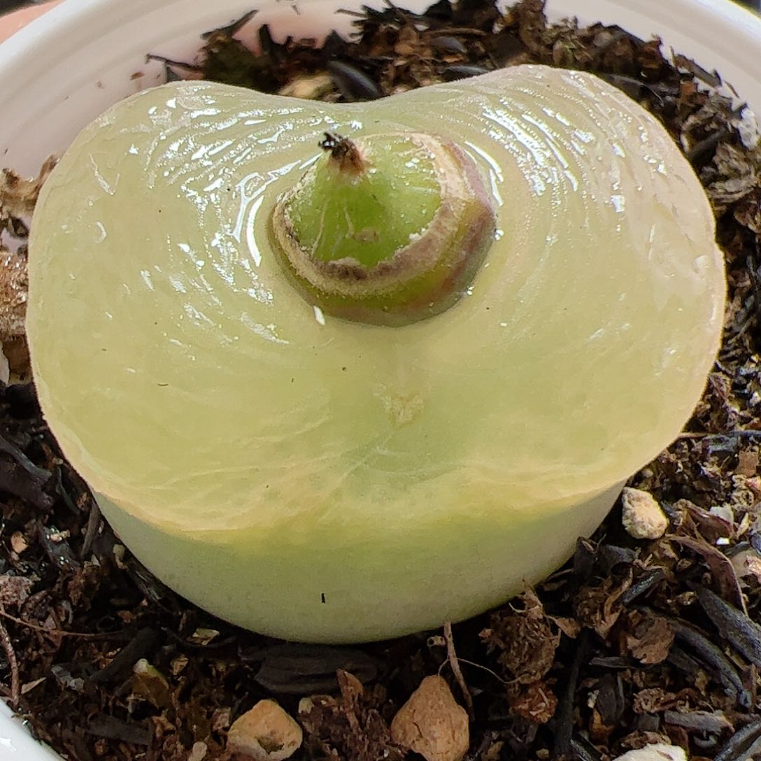 【闪购商品】337 带盆