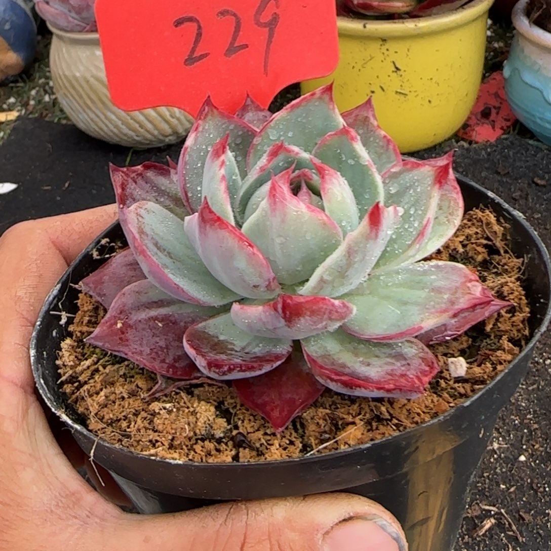 立叶拉丝惊鸿一物一拍包装收缩花旱229