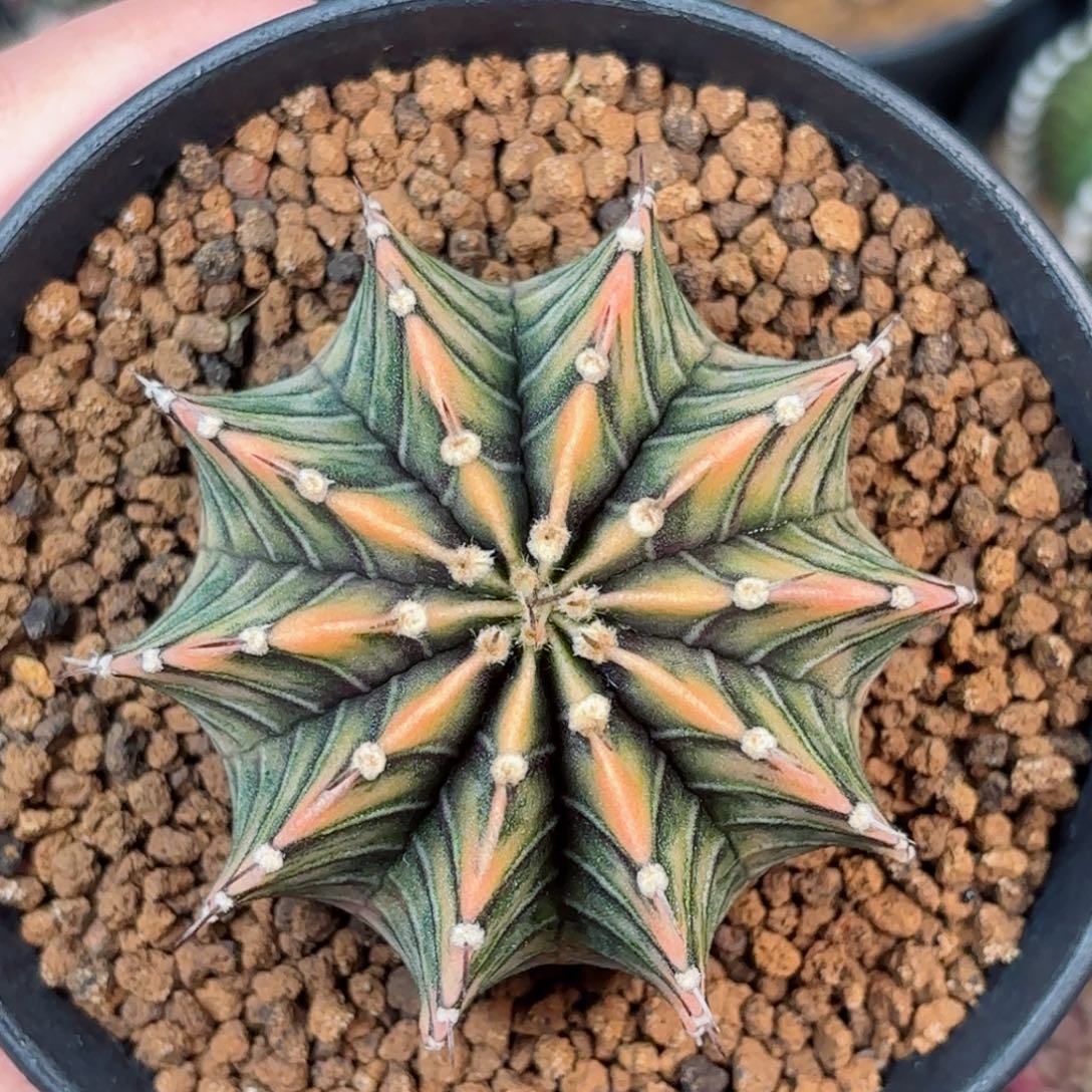 泰系米哈实生仙人球肋骨锦89