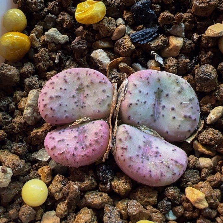 086多肉植物种类多样