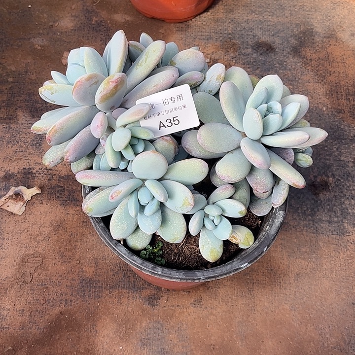 清***巷雪美人群，一物一拍