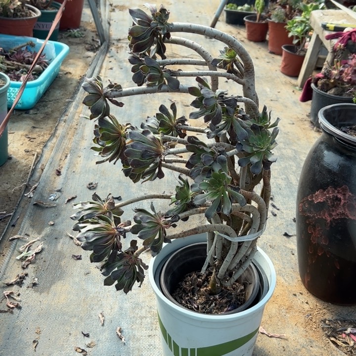 7灰法师多肉多肉多肉