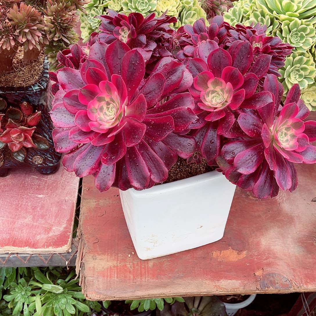 法师多肉漂亮漂亮