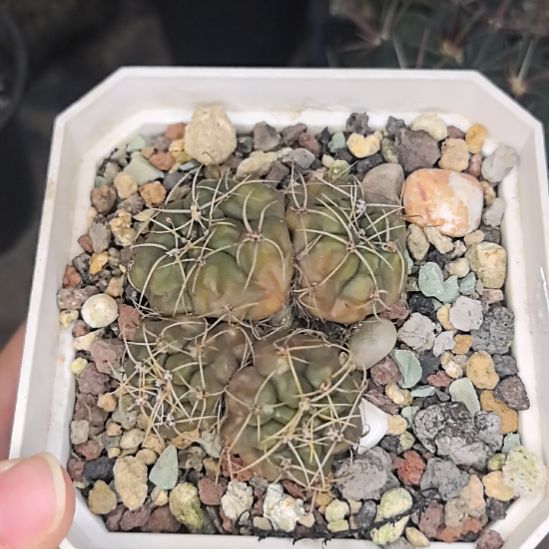 实生4头海王直径5带盆土