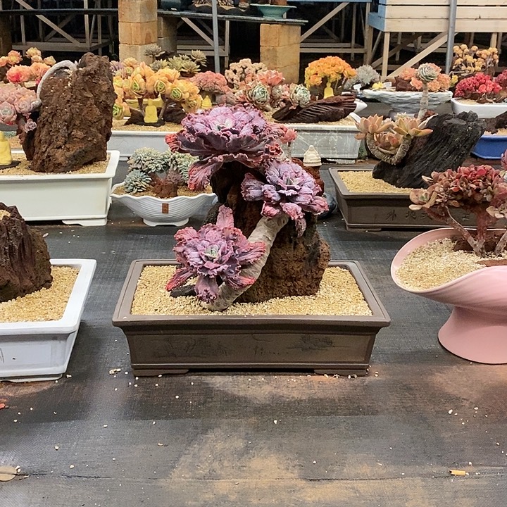 精品多肉植物一物一拍