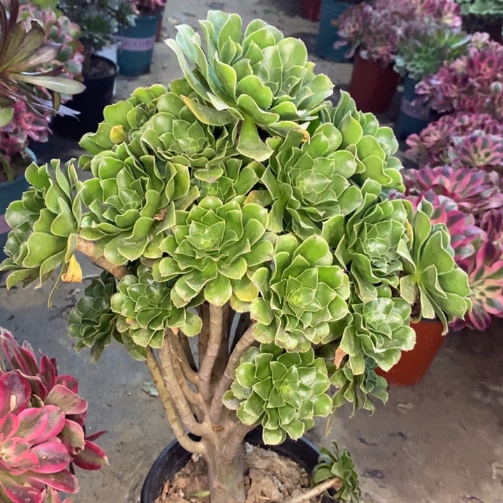 原始绿31多肉植物法师法师