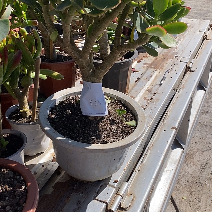 杨晓晓多肉大叶玉树