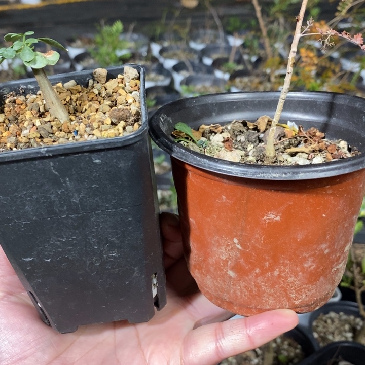 喔***嚯羽叶没药银锁带盆土