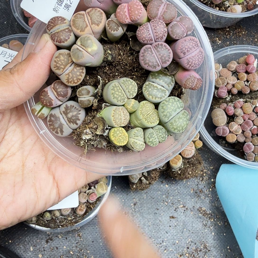 你是想给别人买个车721