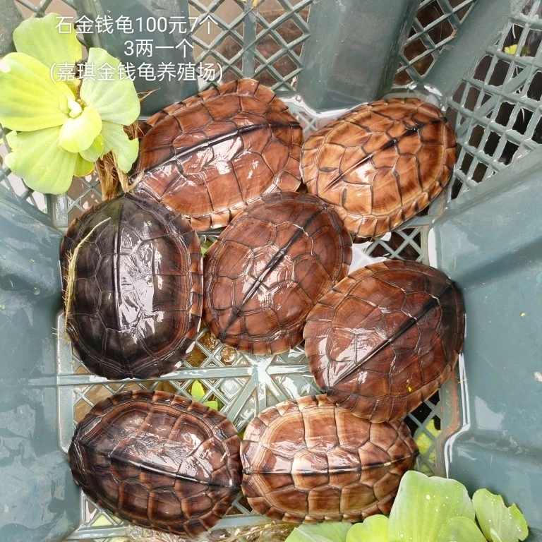 外塘甲鱼 石金钱龟产地广东省云浮市 正宗石金钱龟