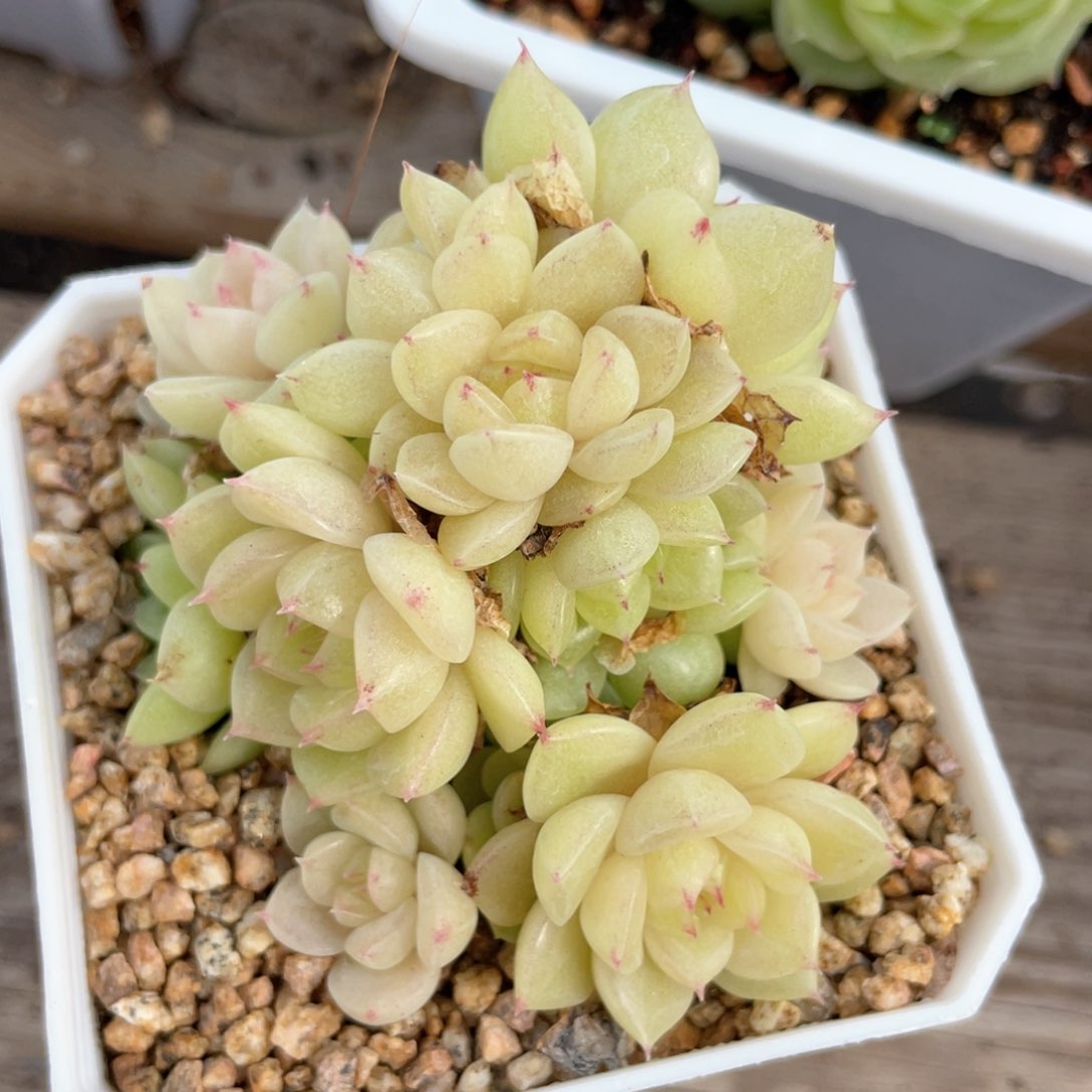 优选麦杆福利792